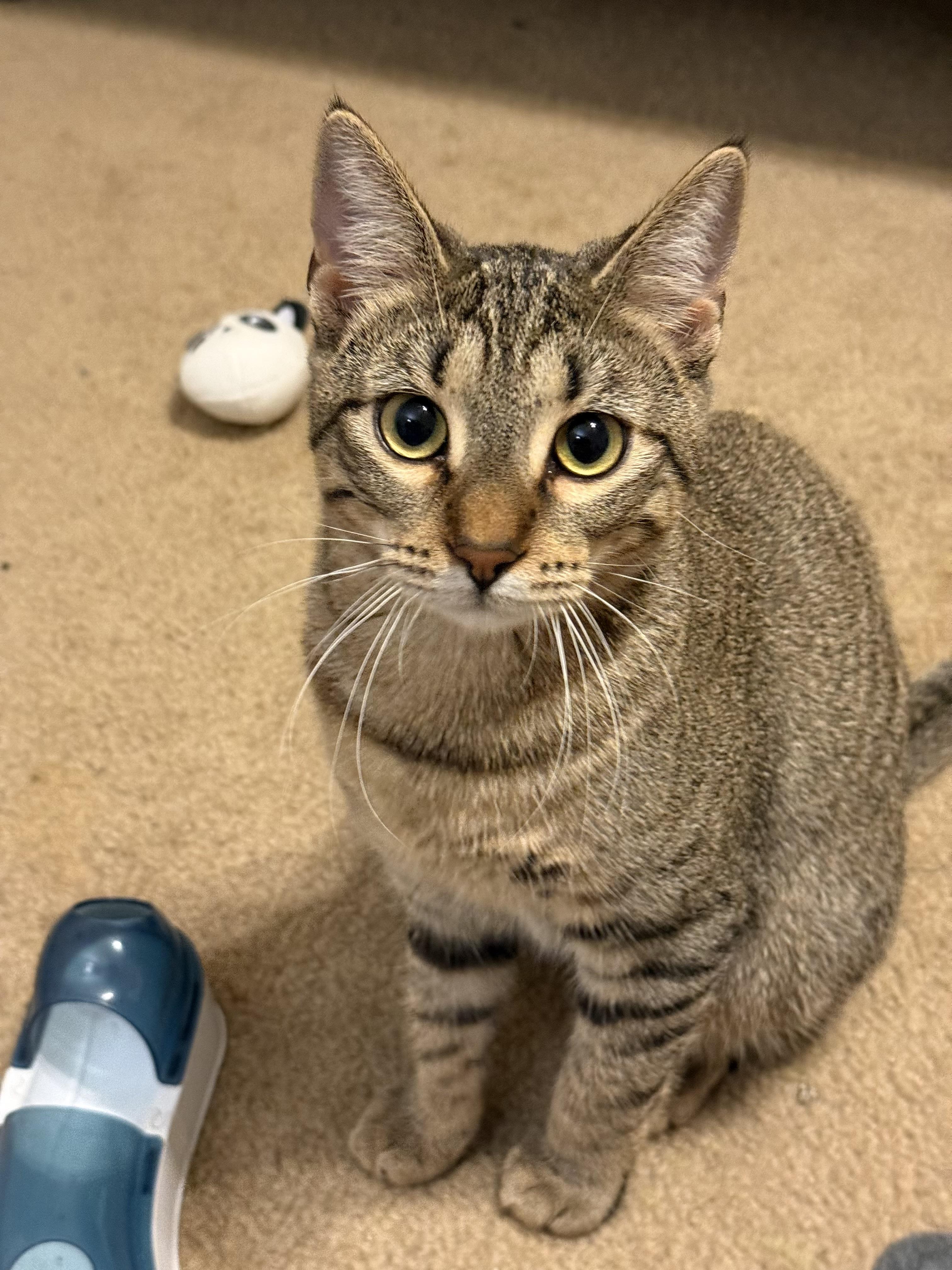 Lori - Portofino Petsmart