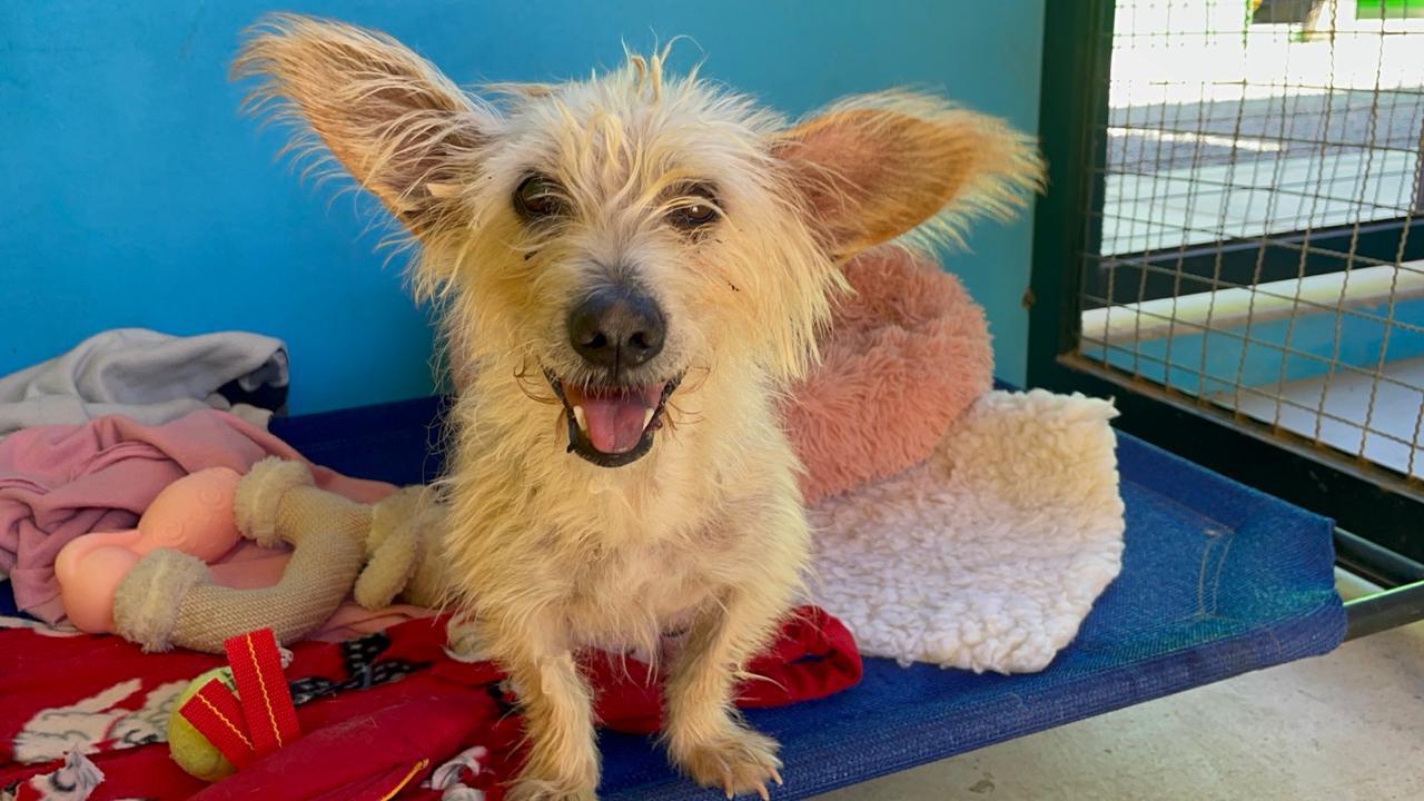 Gloria — thumbnail 2