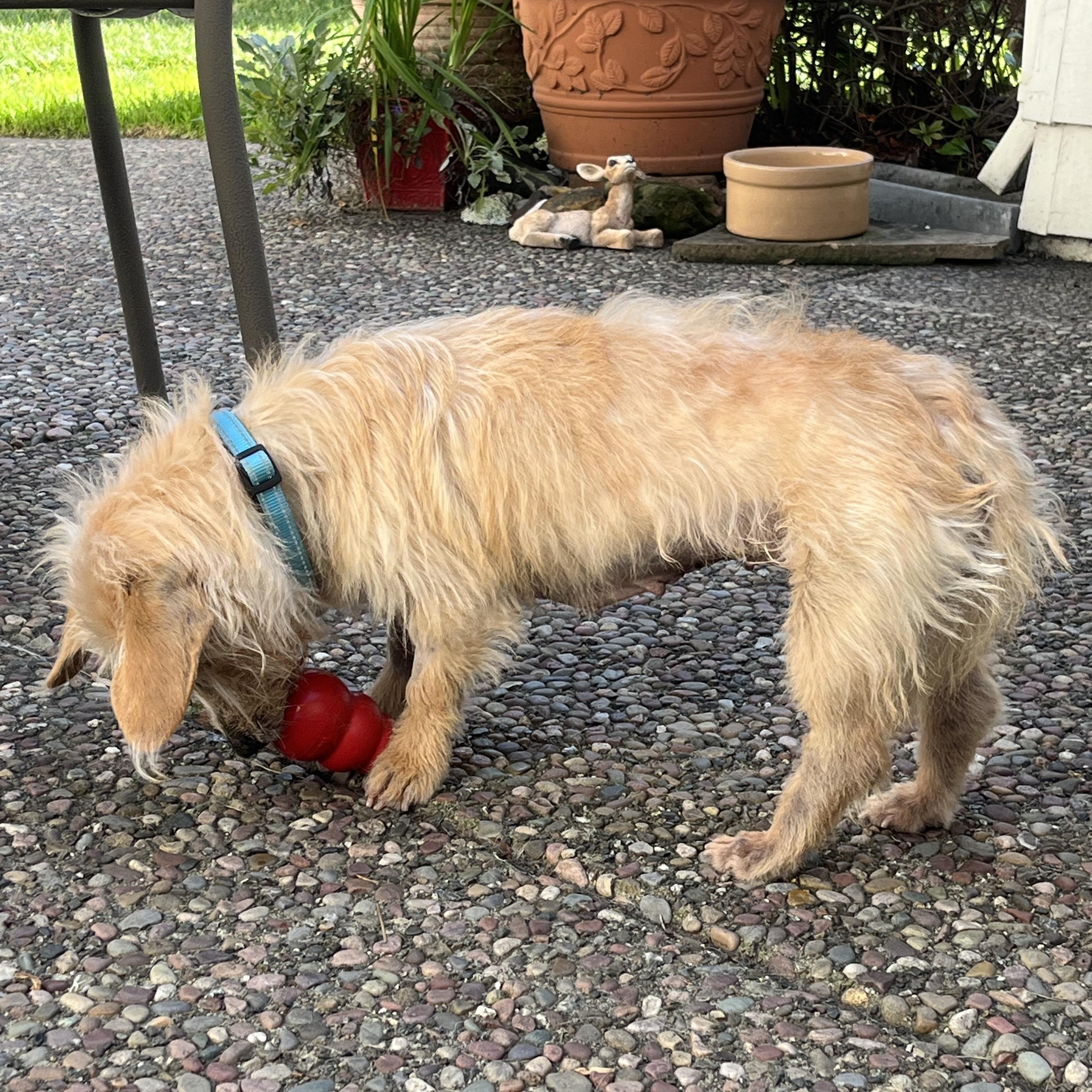 Gloria — thumbnail 3