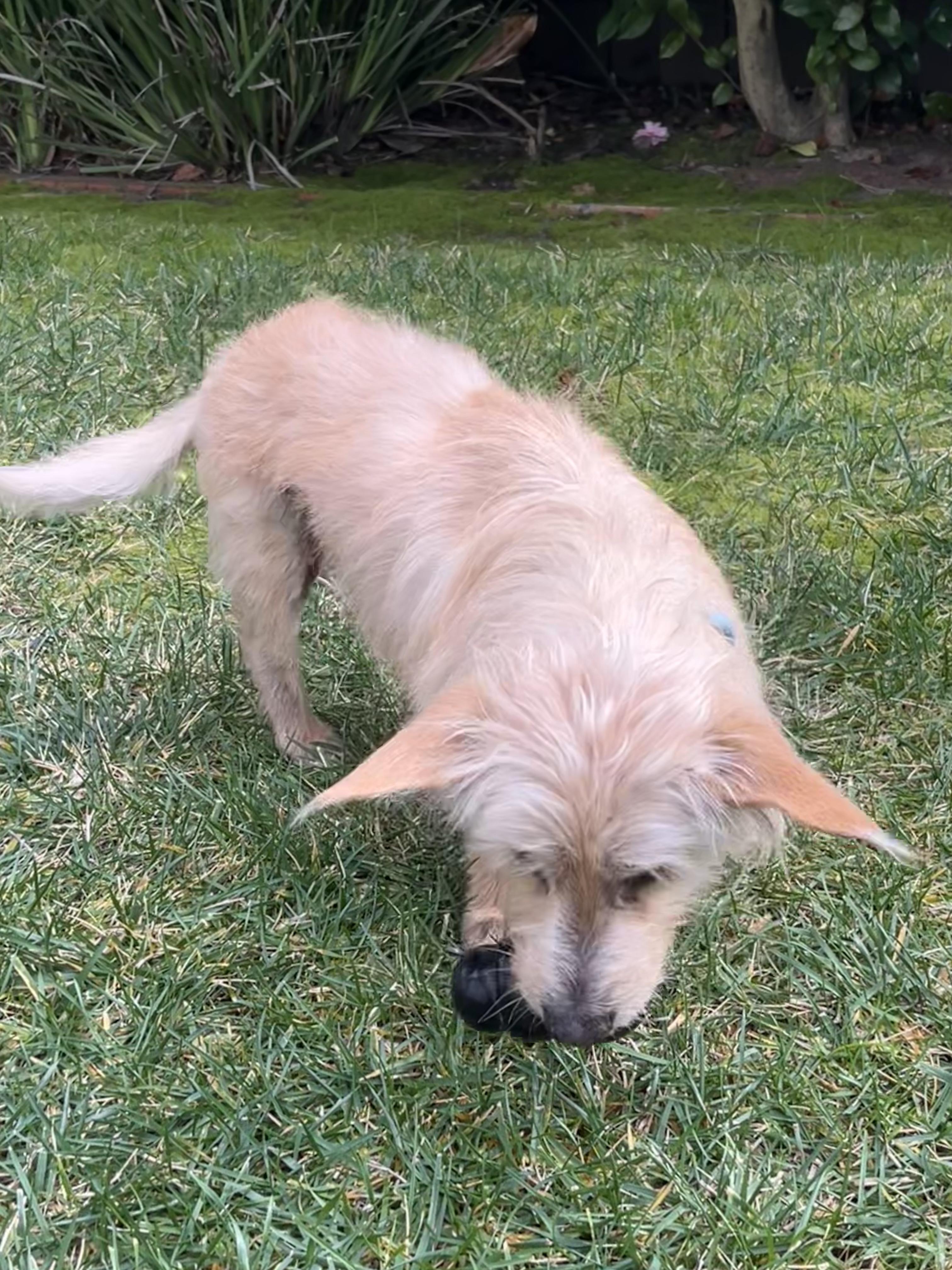 Gloria — thumbnail 4