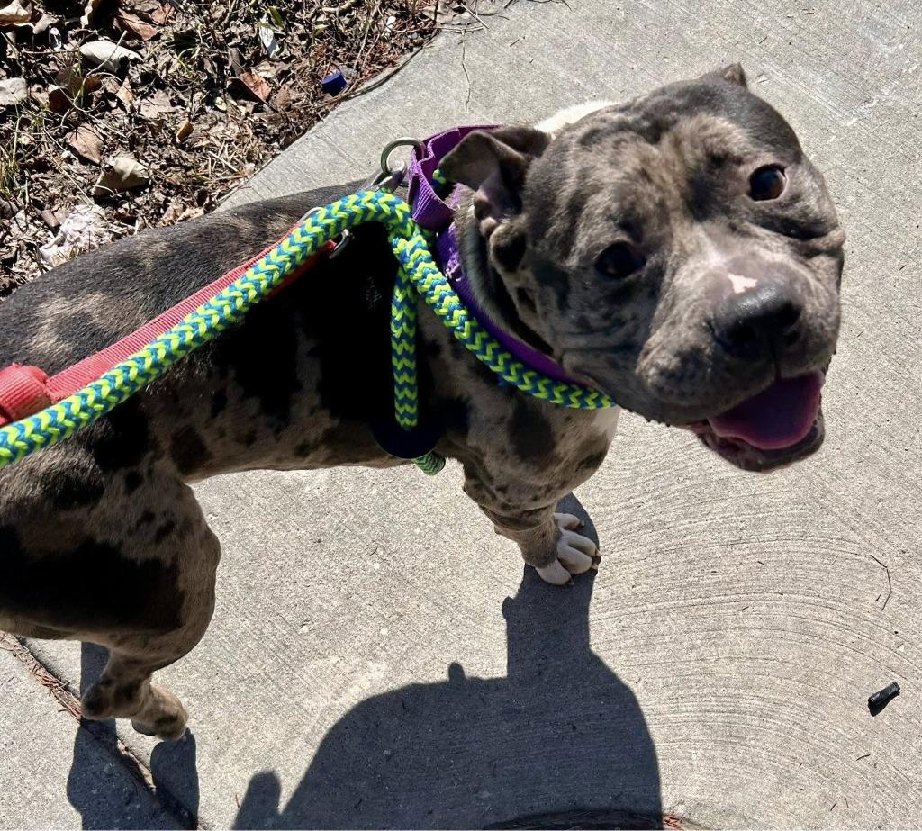 Enlarge Riot, a Adopted mixed breed in Warren, MI image 1/6