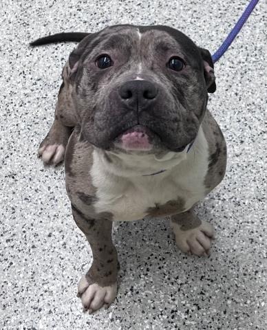 Enlarge Riot, a Adopted mixed breed in Warren, MI image 2/6