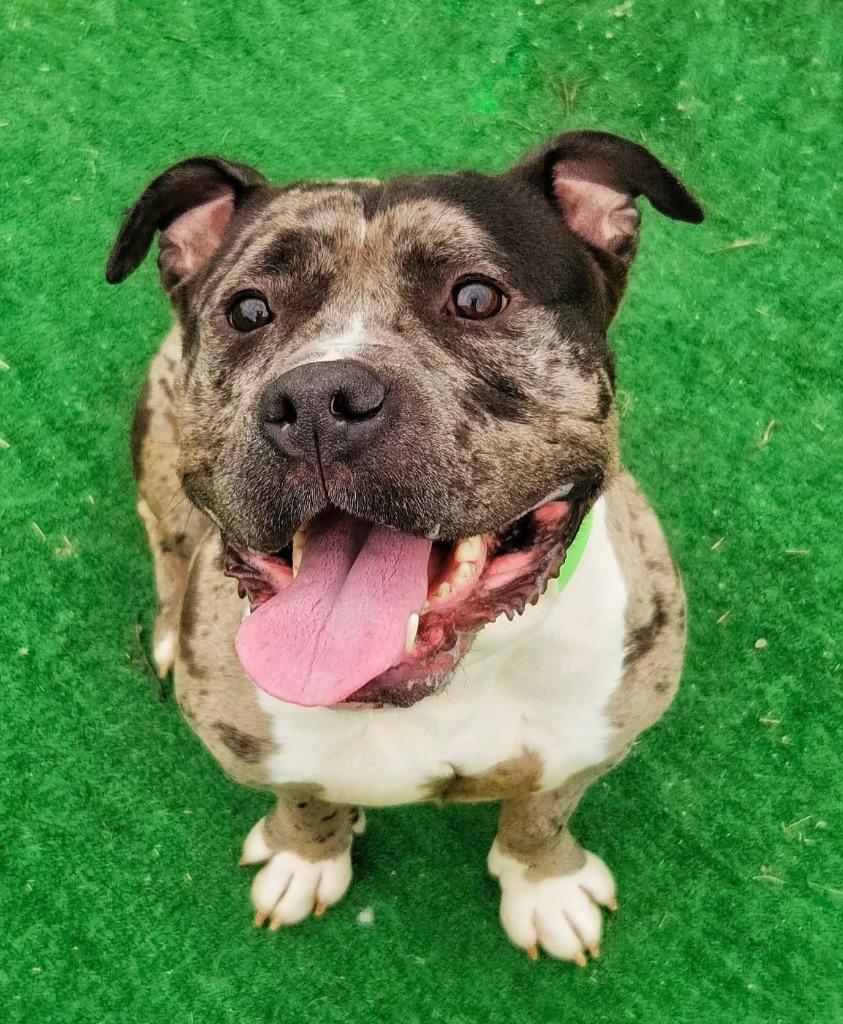 Enlarge Riot, a Adopted mixed breed in Warren, MI image 3/6