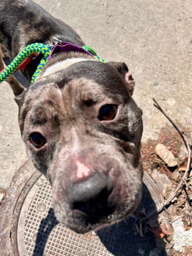 Enlarge Riot, a Adopted mixed breed in Warren, MI image 4/6