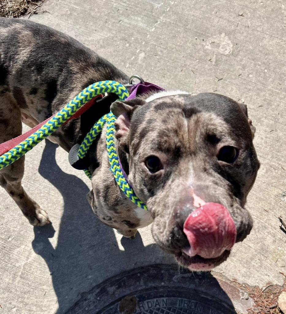 Enlarge Riot, a Adopted mixed breed in Warren, MI image 5/6