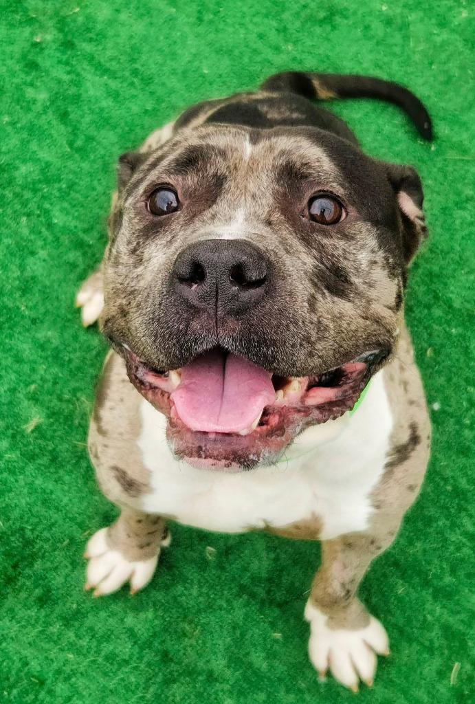 Enlarge Riot, a Adopted mixed breed in Warren, MI image 6/6