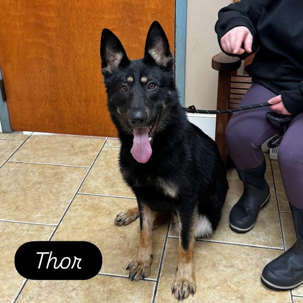 Thor, a ADOPTABLE German Shepherd Dog in Athens, NY image 1/6
