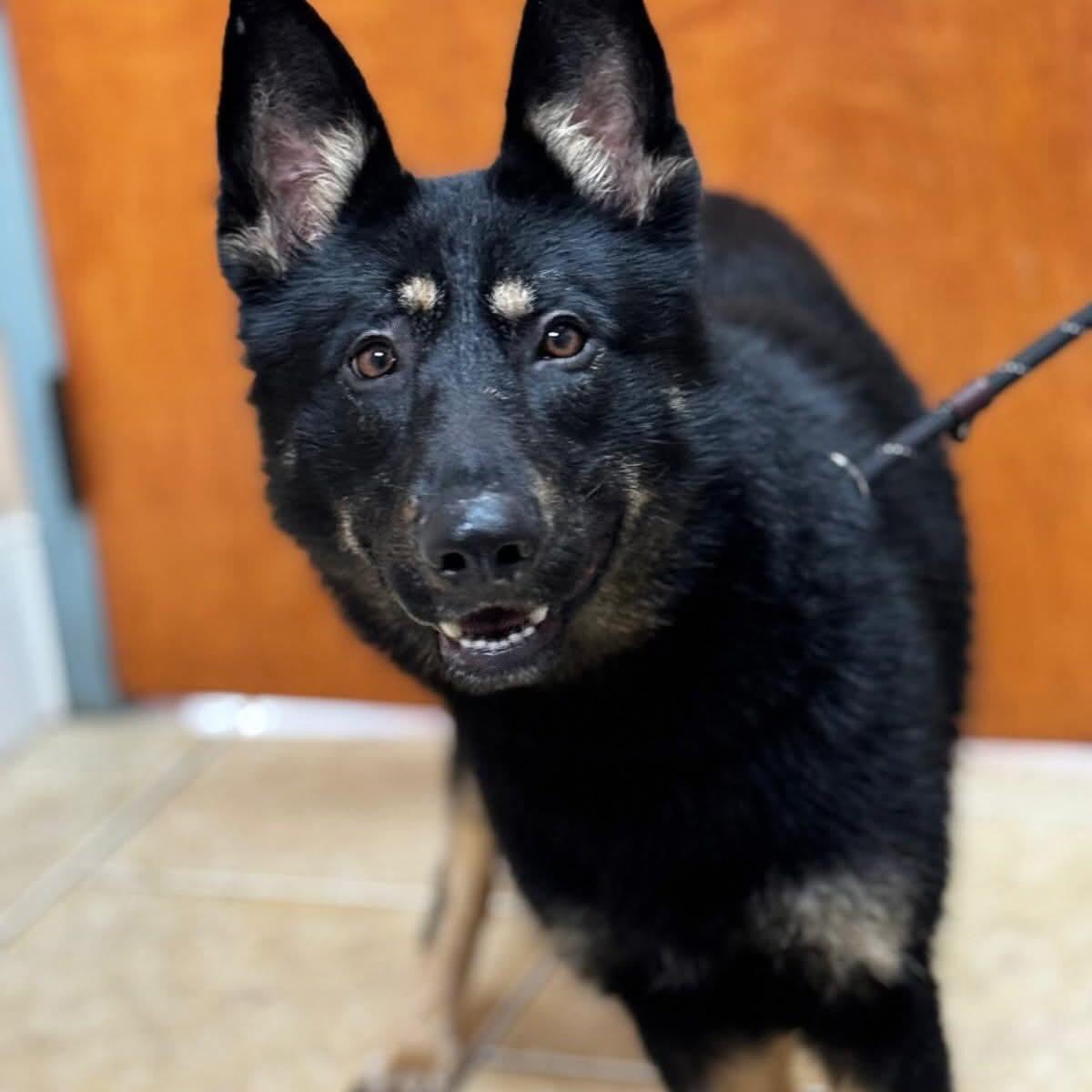 Thor, a ADOPTABLE German Shepherd Dog in Athens, NY image 2/6