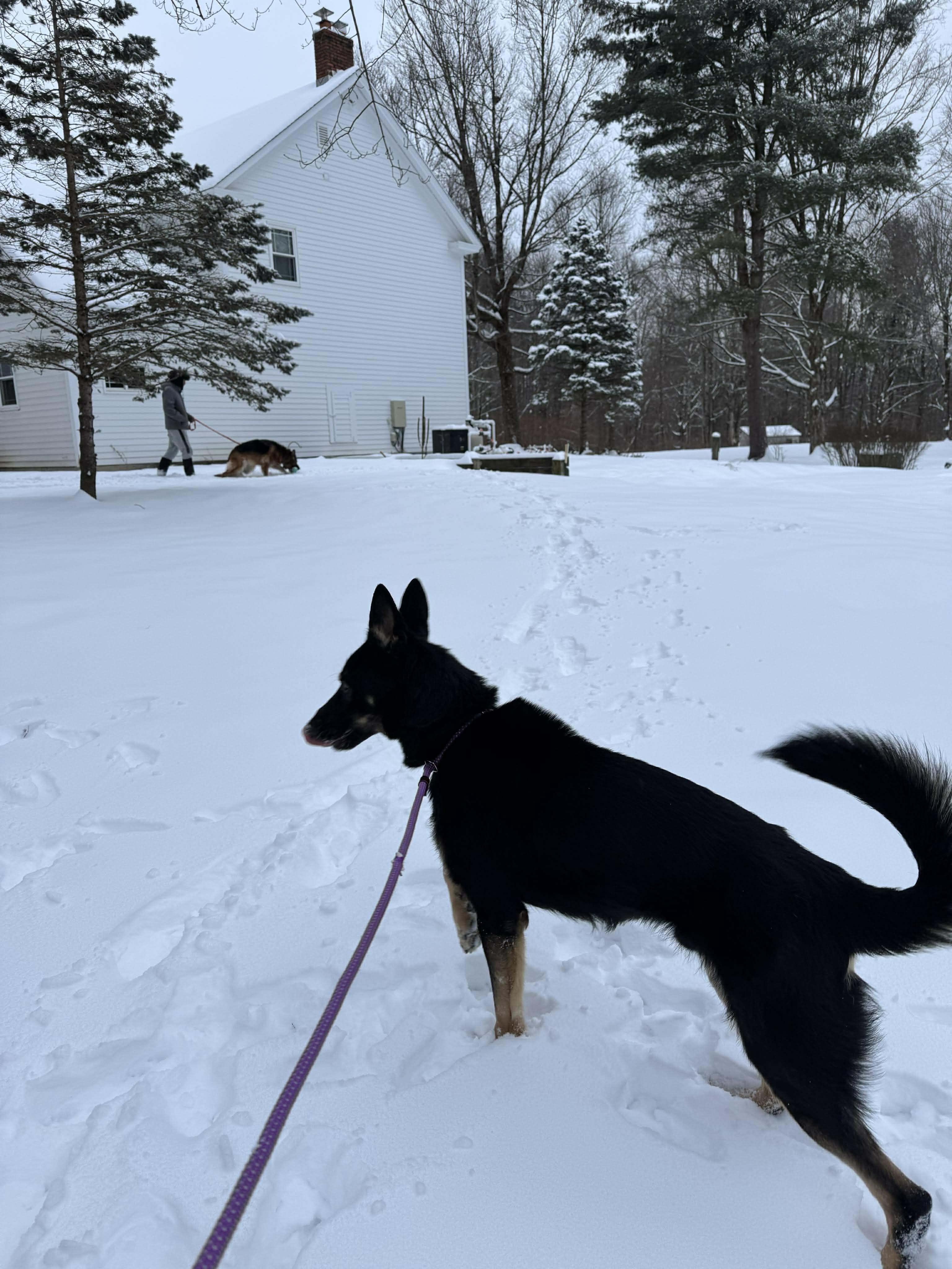 Thor, a ADOPTABLE German Shepherd Dog in Athens, NY image 5/6