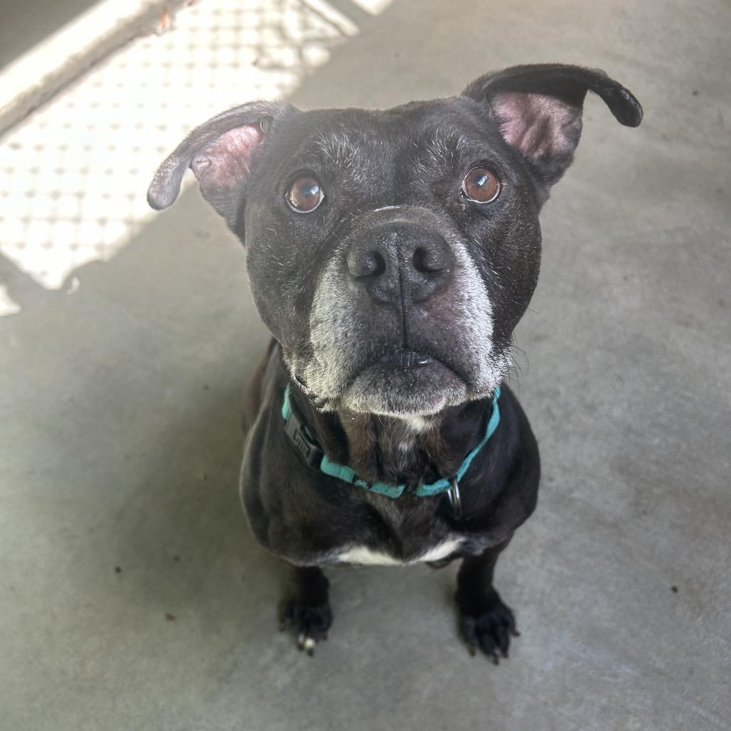Enlarge Zollo, a Adoptable mixed breed in Greenville, PA image 1/3