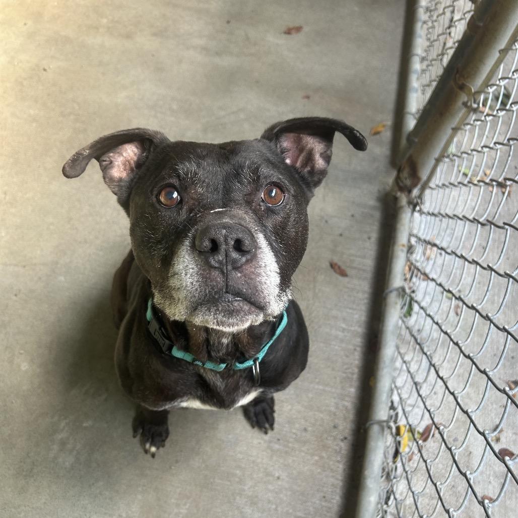 Enlarge Zollo, a Adoptable mixed breed in Greenville, PA image 2/3