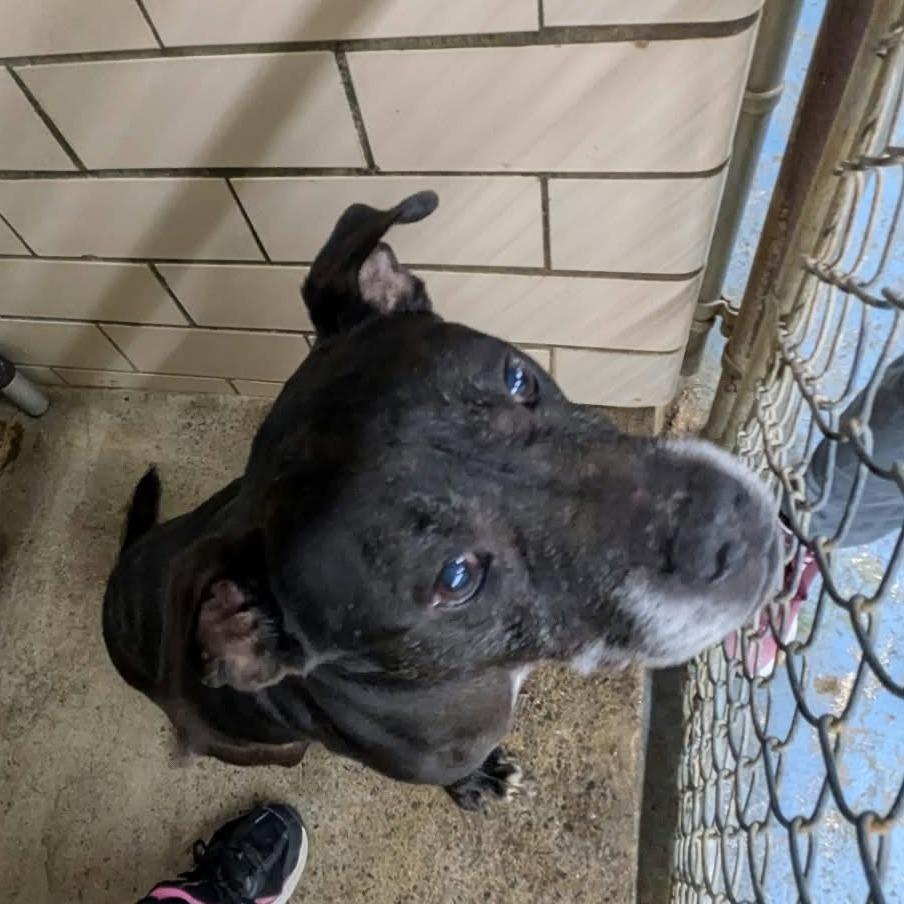 Enlarge Zollo, a Adoptable mixed breed in Greenville, PA image 3/3