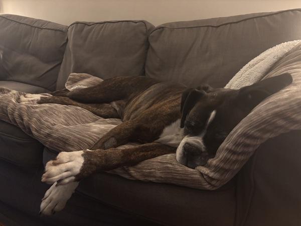 Chloe, Adoptable, Senior Female Boxer.