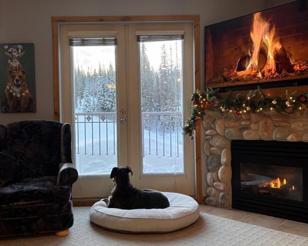 Enlarge Chloe, a Adoptable mixed breed in Kelowna, BC image 2/6