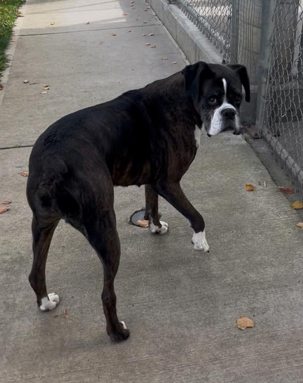 Enlarge Chloe, a Adoptable mixed breed in Kelowna, BC image 3/6