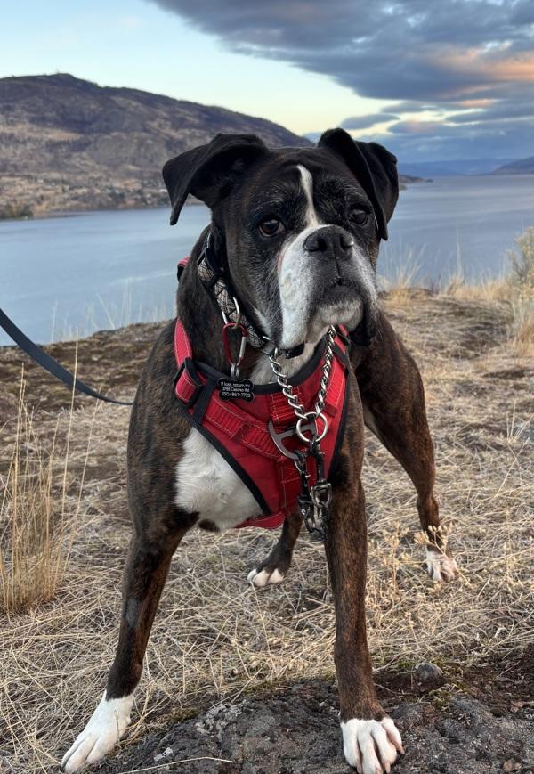 Enlarge Chloe, a Adoptable mixed breed in Kelowna, BC image 4/6