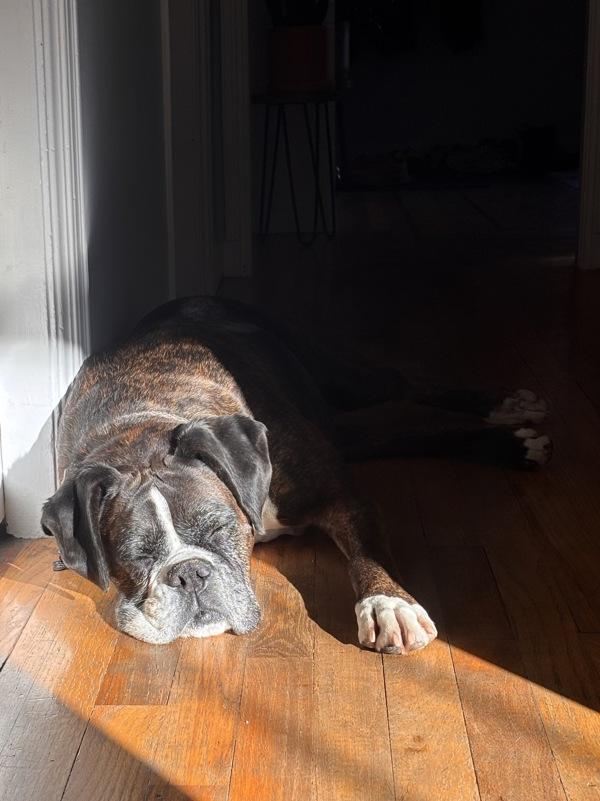 Enlarge Chloe, a Adoptable mixed breed in Kelowna, BC image 5/6