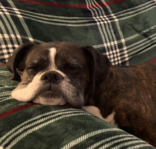 Enlarge Chloe, a Adoptable mixed breed in Kelowna, BC image 6/6