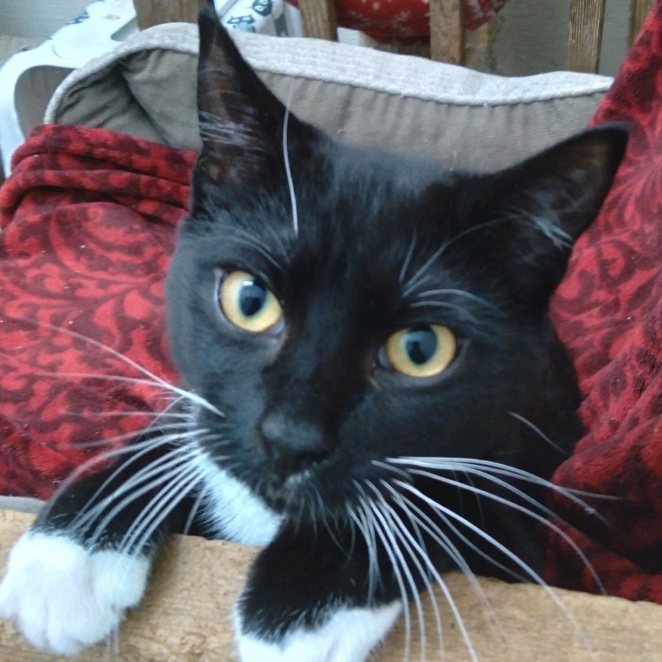 Logic, Adopted, Young Female Tuxedo & Domestic Short Hair.