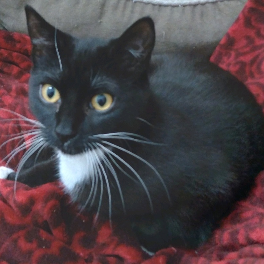 Logic, a Adopted mixed breed image 2/4