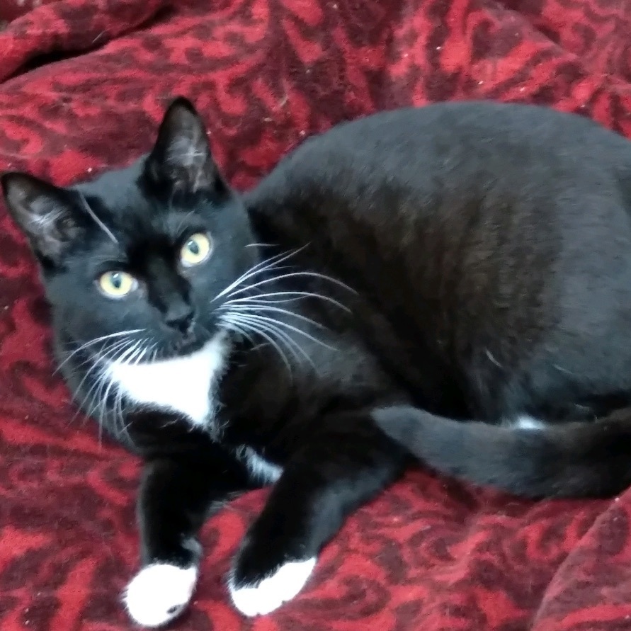 Logic, a Adopted mixed breed image 3/4