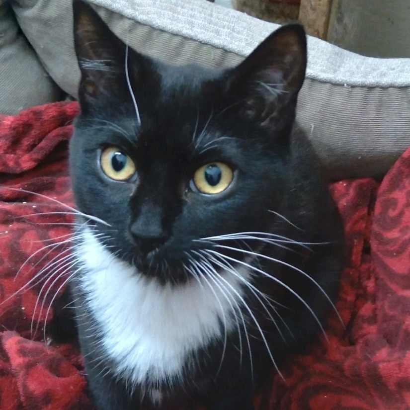 Logic, a Adopted mixed breed image 4/4