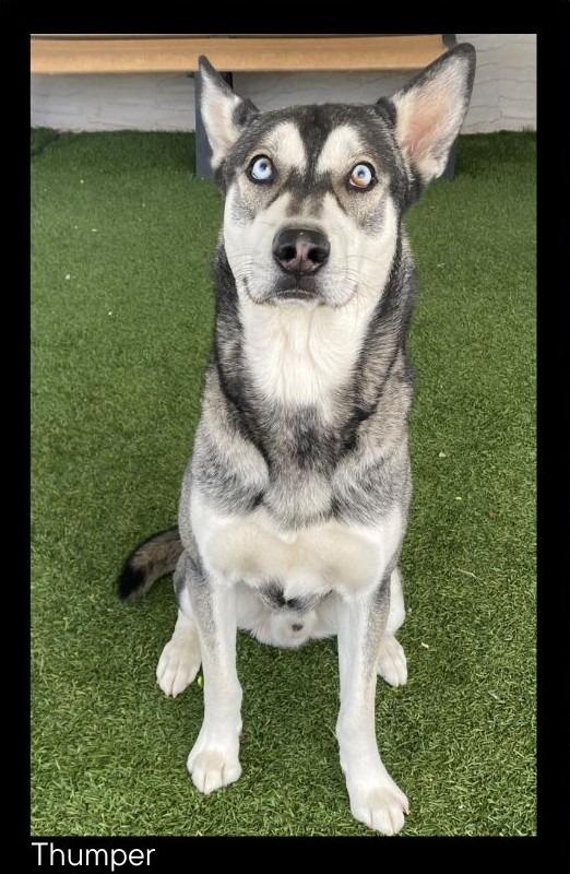 Enlarge Thumper, a Adopted mixed breed in Chino Valley, AZ image 1/2