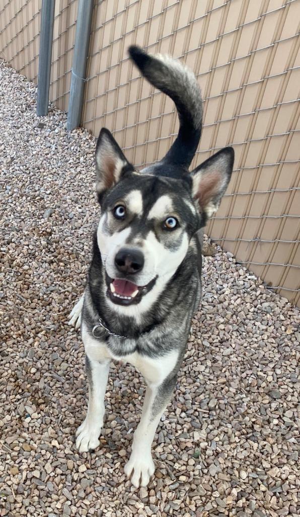 Enlarge Thumper, a Adopted mixed breed in Chino Valley, AZ image 2/2
