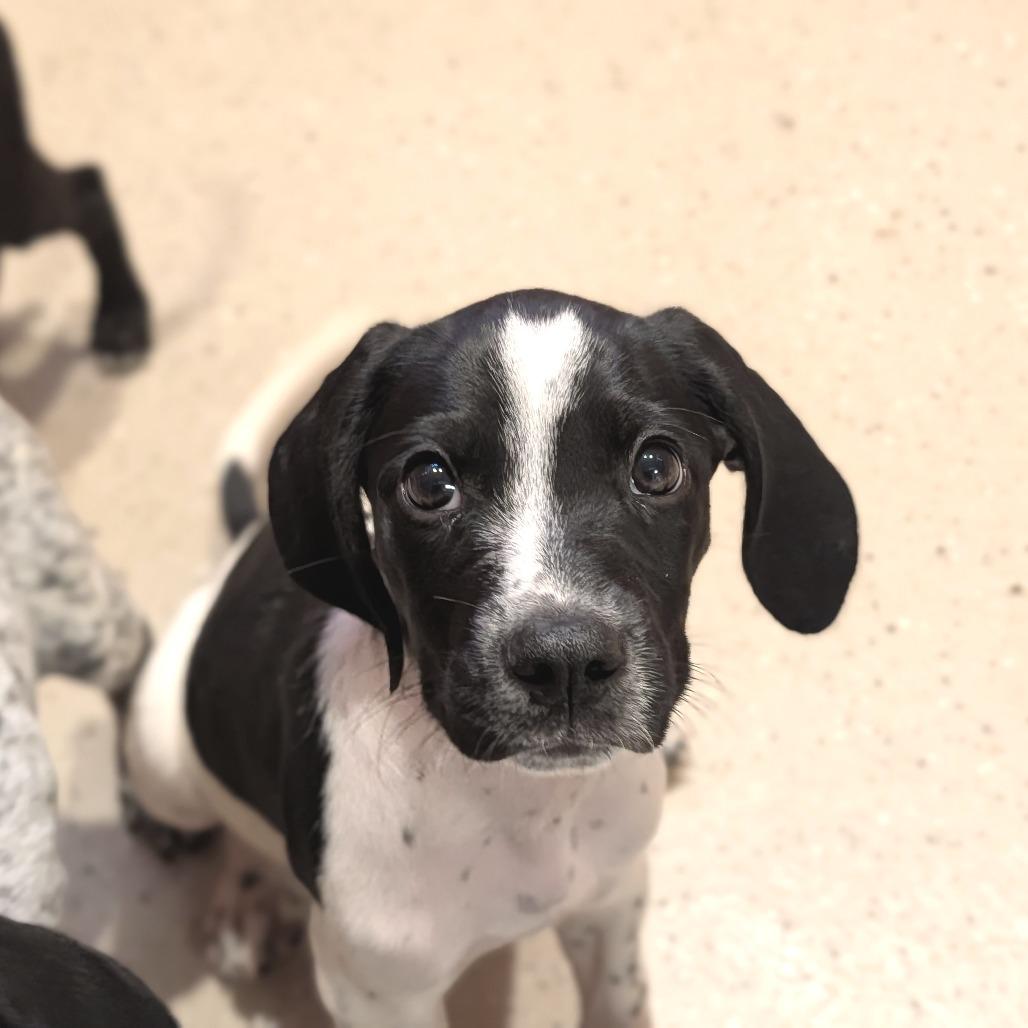 Morgan, Adoptable, Puppy Male Mixed Breed.