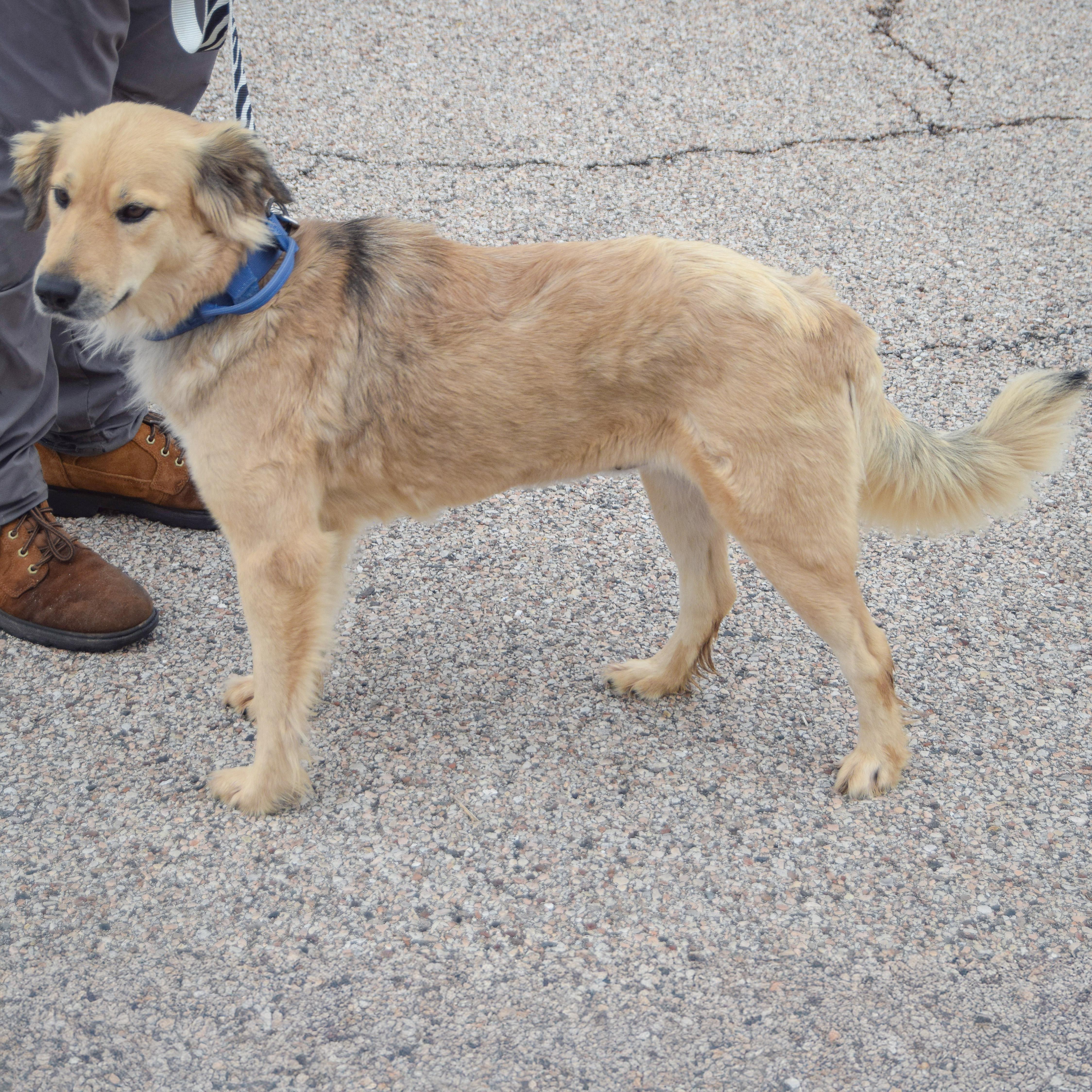 Enlarge Bling, an adopted mixed breed in Huntley, IL image 5/5