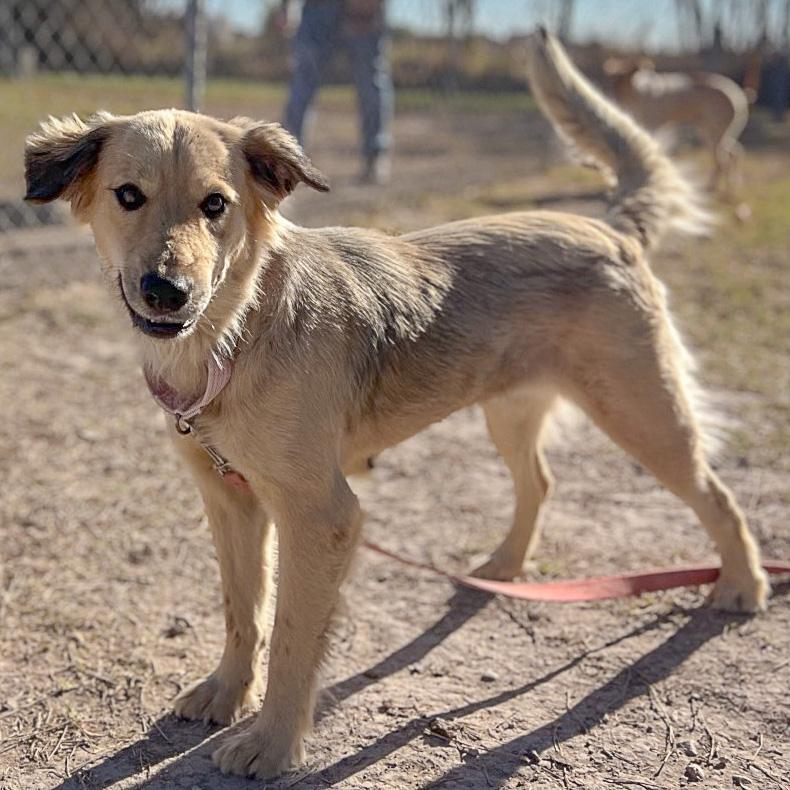 Enlarge Bling, an adopted mixed breed in Huntley, IL image 2/5