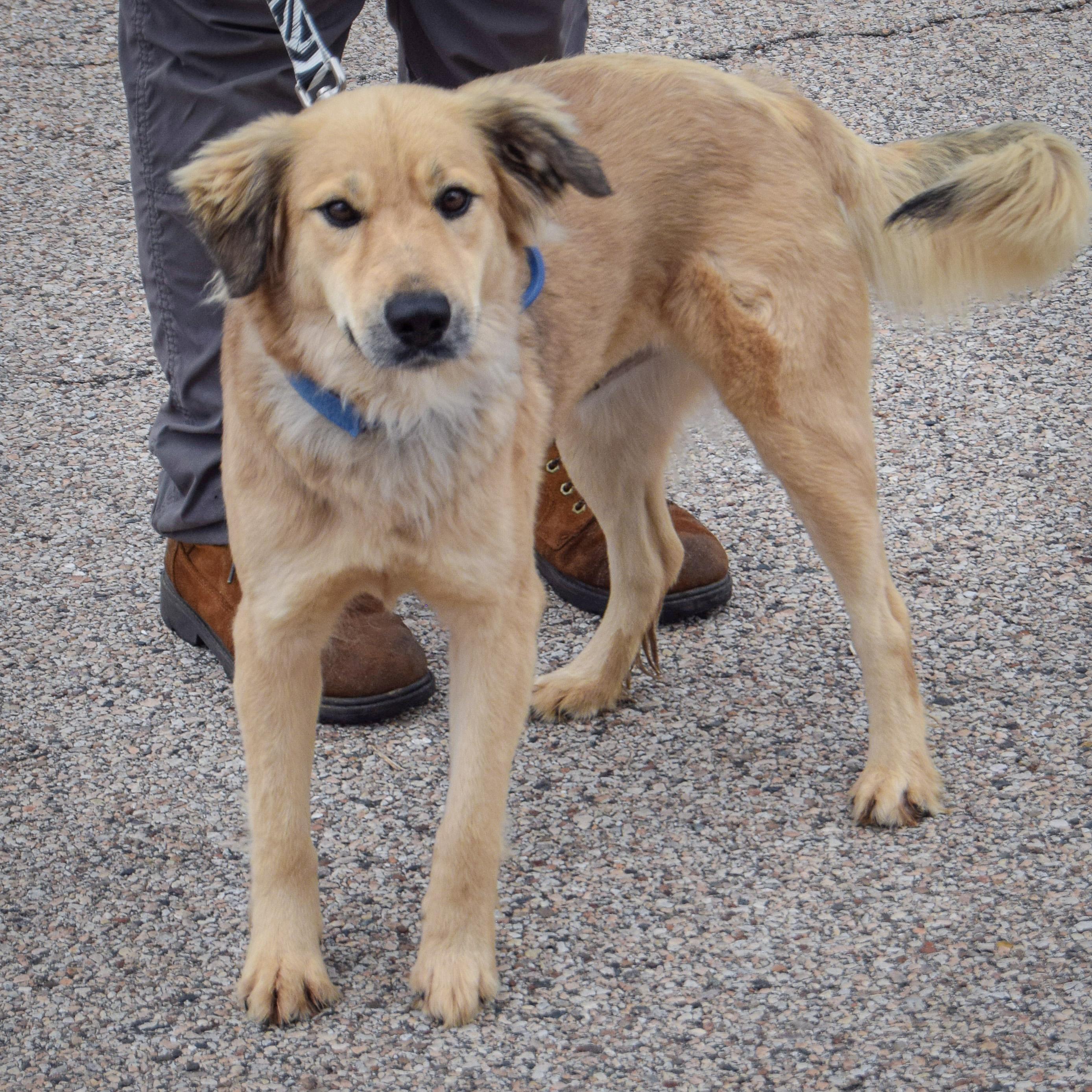 Enlarge Bling, an adopted mixed breed in Huntley, IL image 3/5