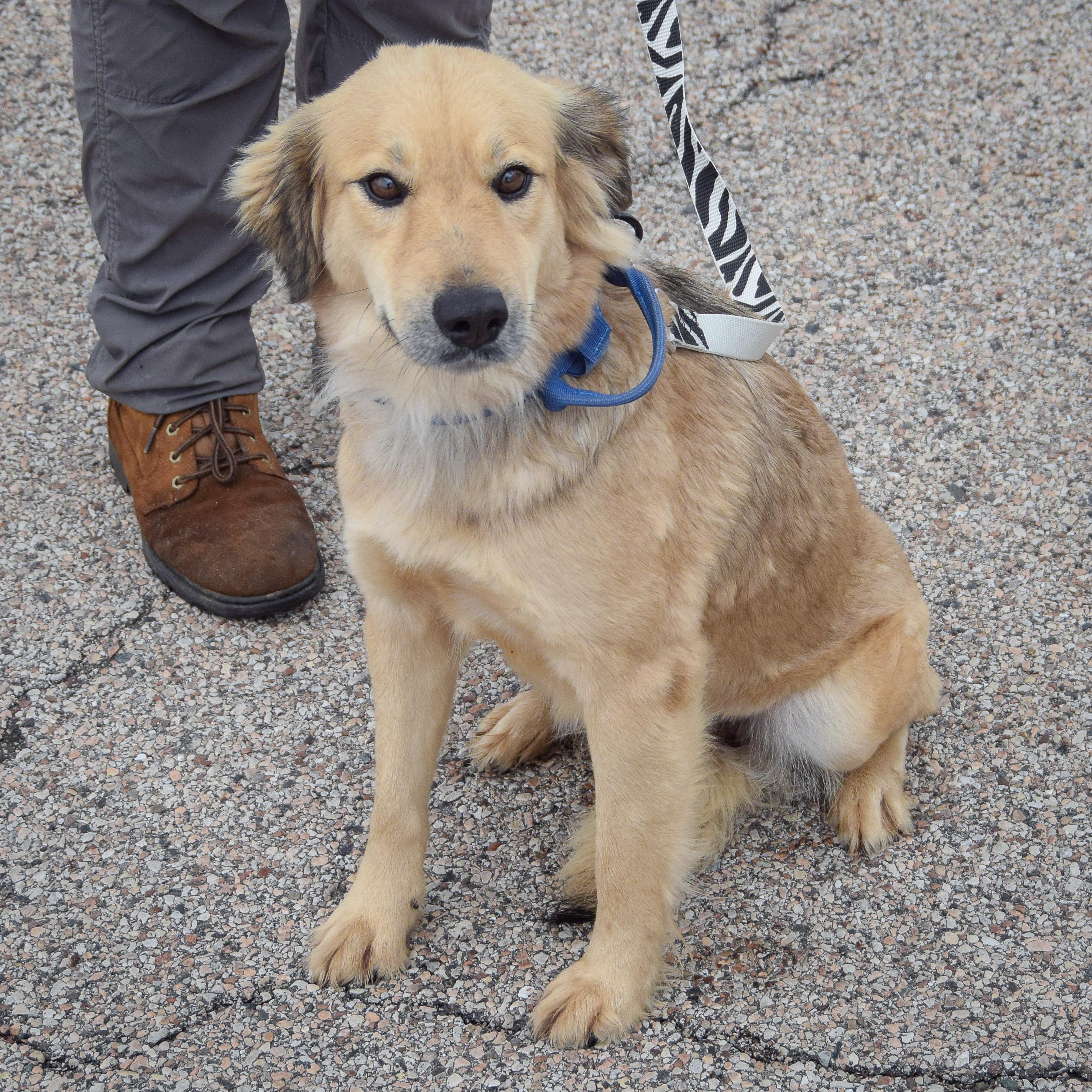 Enlarge Bling, an adopted mixed breed in Huntley, IL image 4/5