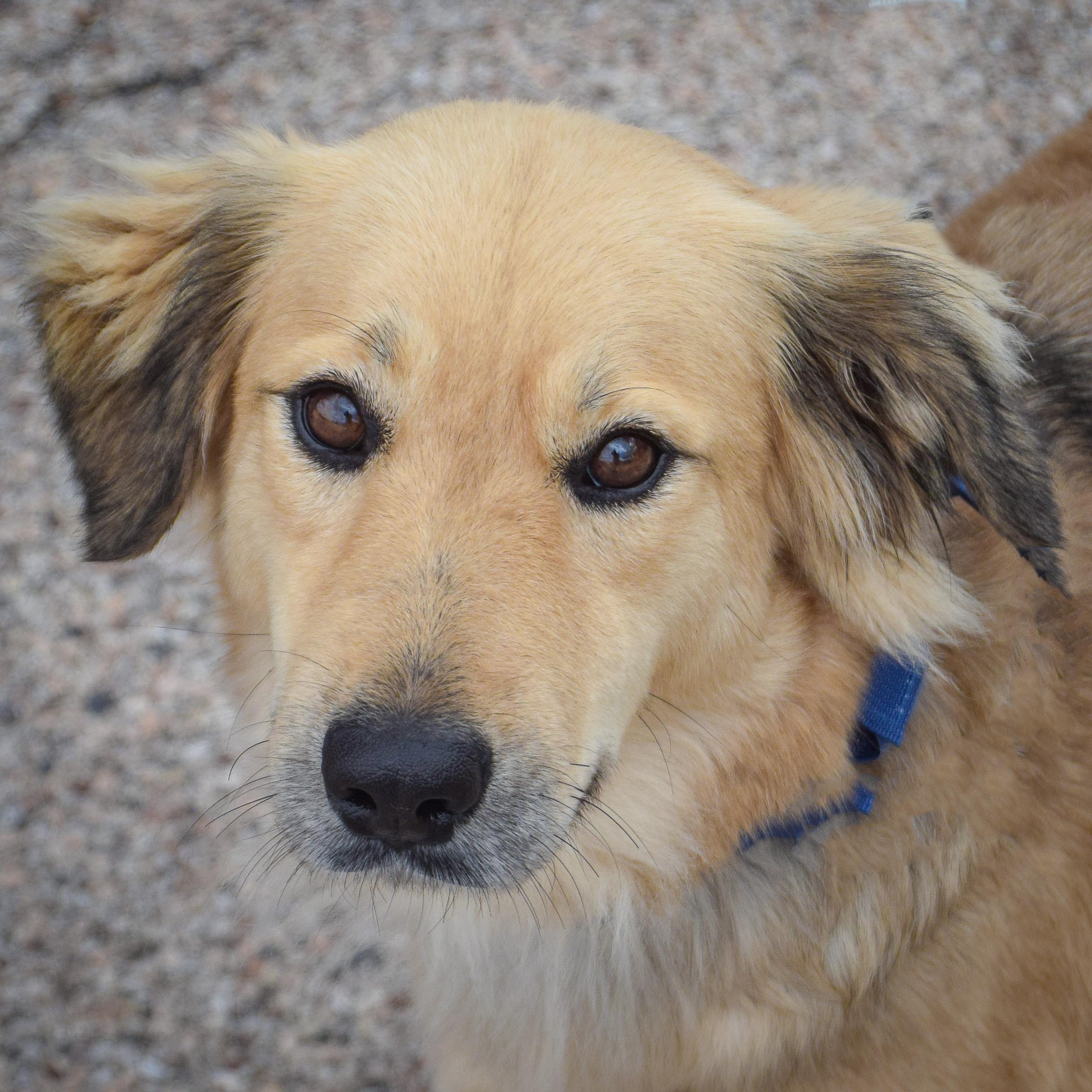 Bling, adopted, Young Female Golden Retriever & Collie.