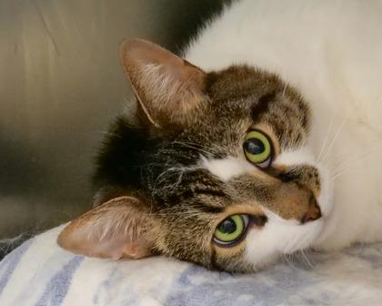 Oliver, Adoptable, Adult Male Domestic Short Hair.