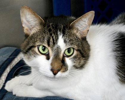Oliver, a Adoptable Domestic Short Hair in West Seneca, NY image 2/3