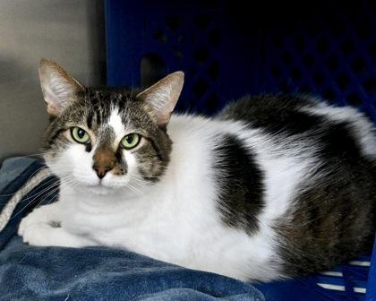 Oliver, a Adoptable Domestic Short Hair in West Seneca, NY image 3/3