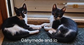 Io / Ganymede, Adoptable, Kitten Female Domestic Short Hair.