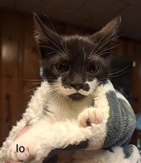 Enlarge Io / Ganymede, a Adoptable mixed breed in Parkville, MD image 3/3