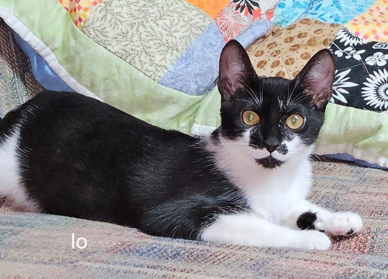 Io, a Adoptable mixed breed in Parkville, MD image 4/4