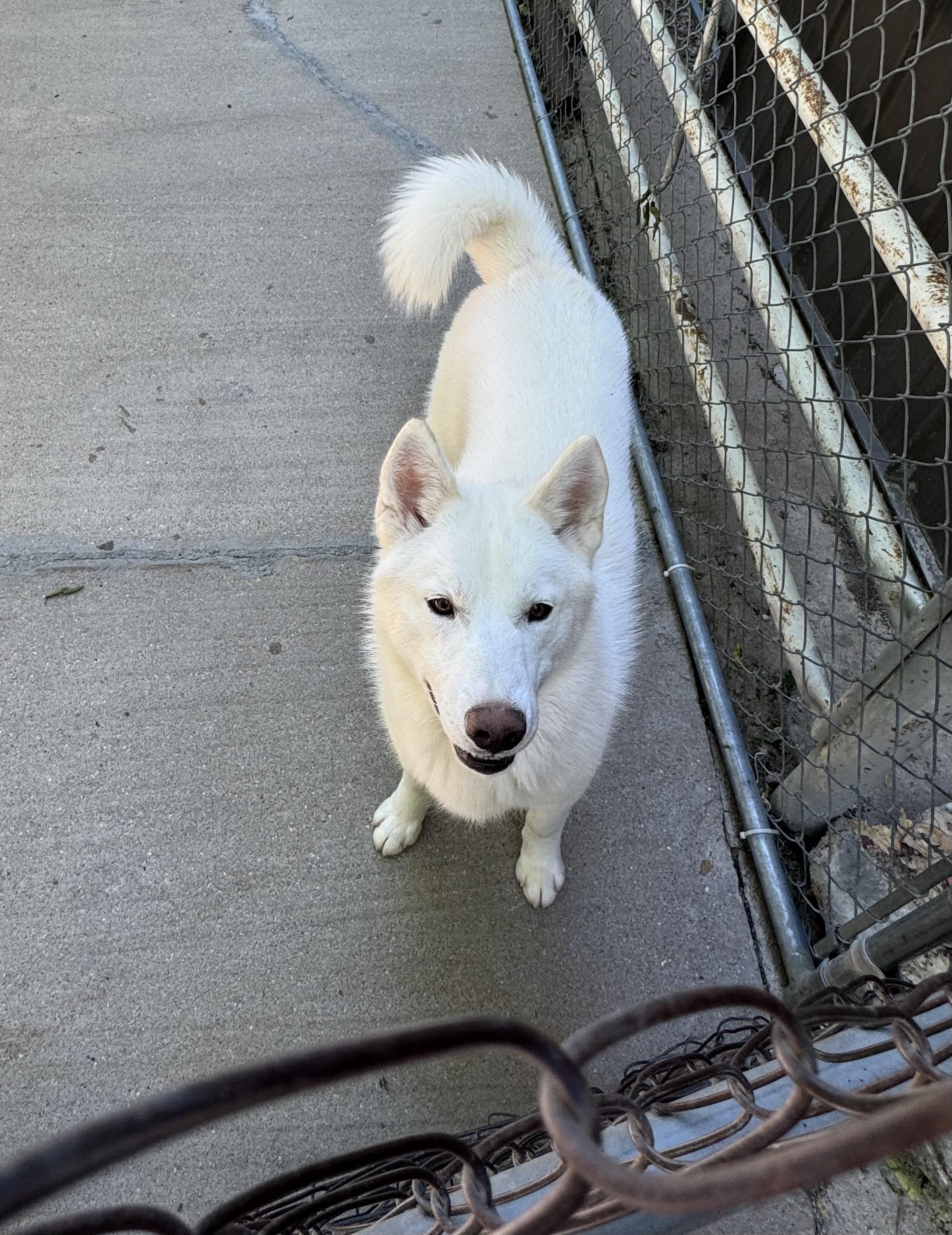 Enlarge Frosty, a Adoptable Husky in Hoisington, KS image 1/2