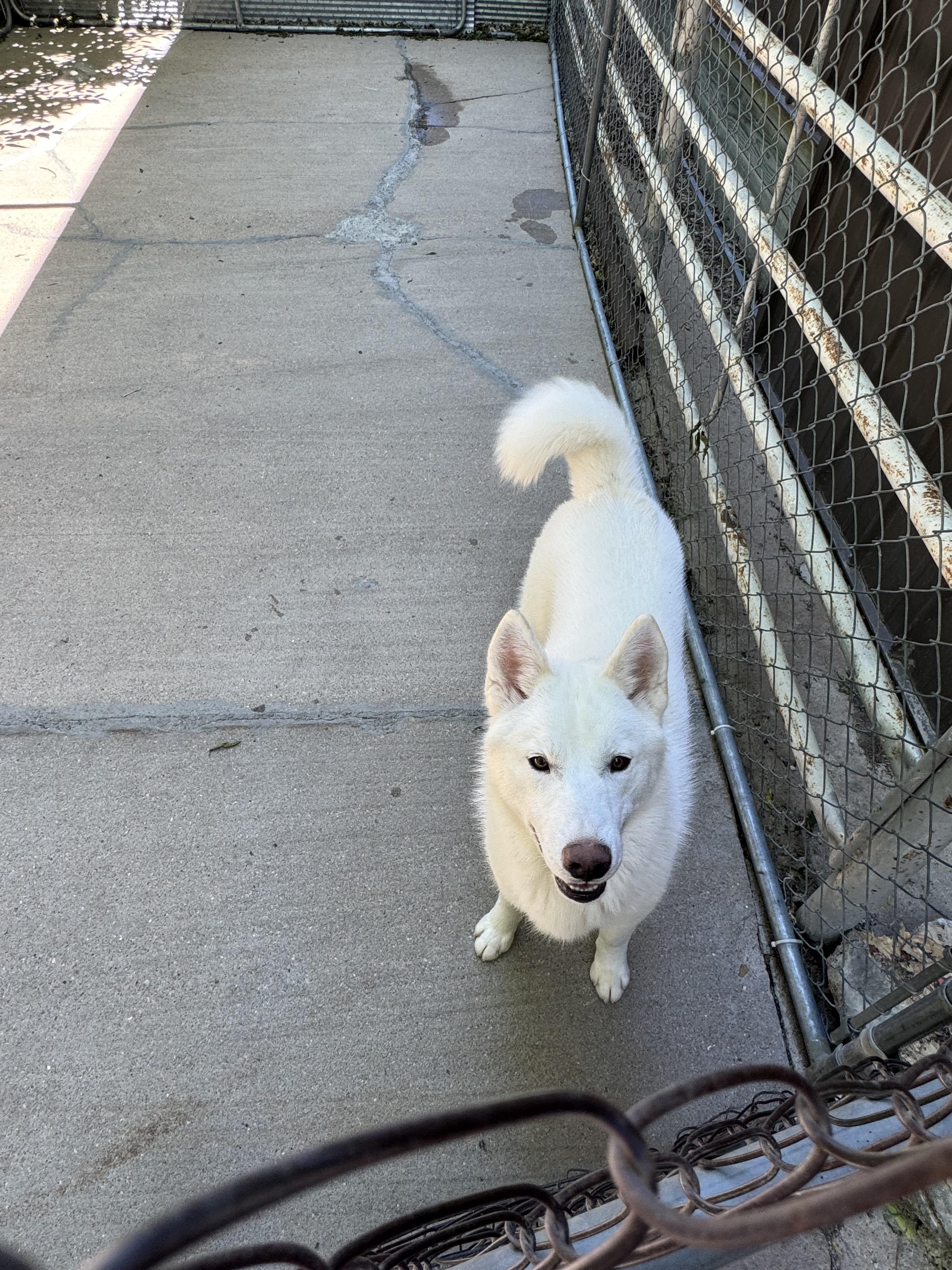 Enlarge Frosty, a Adoptable Husky in Hoisington, KS image 2/2
