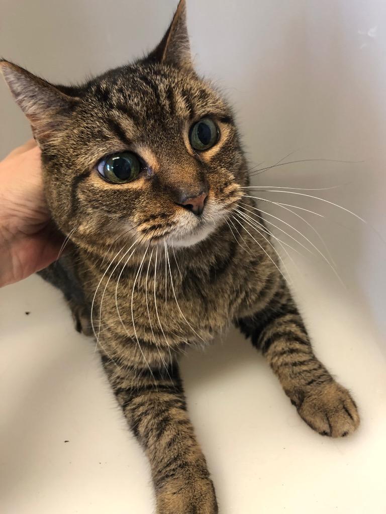 Clementine, Adoptable, Adult Female Domestic Short Hair.