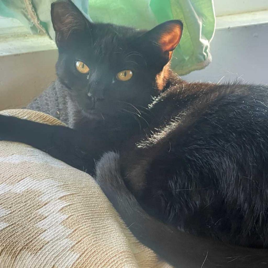 Enlarge Purrcilla Pawsley, a Adoptable Domestic Short Hair in Los Angeles, CA image 1/3