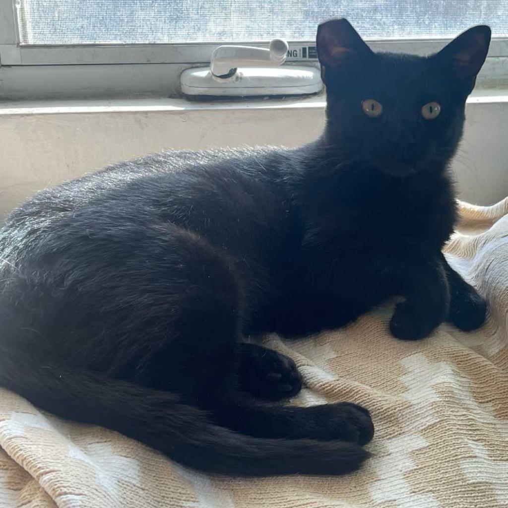 Enlarge Purrcilla Pawsley, a Adoptable Domestic Short Hair in Los Angeles, CA image 2/3