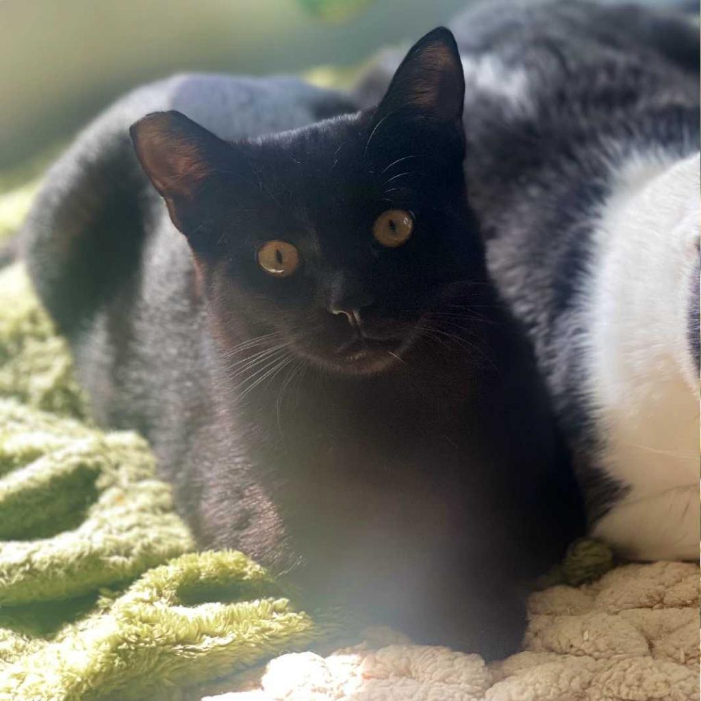 Enlarge Purrcilla Pawsley, a Adoptable Domestic Short Hair in Los Angeles, CA image 3/3