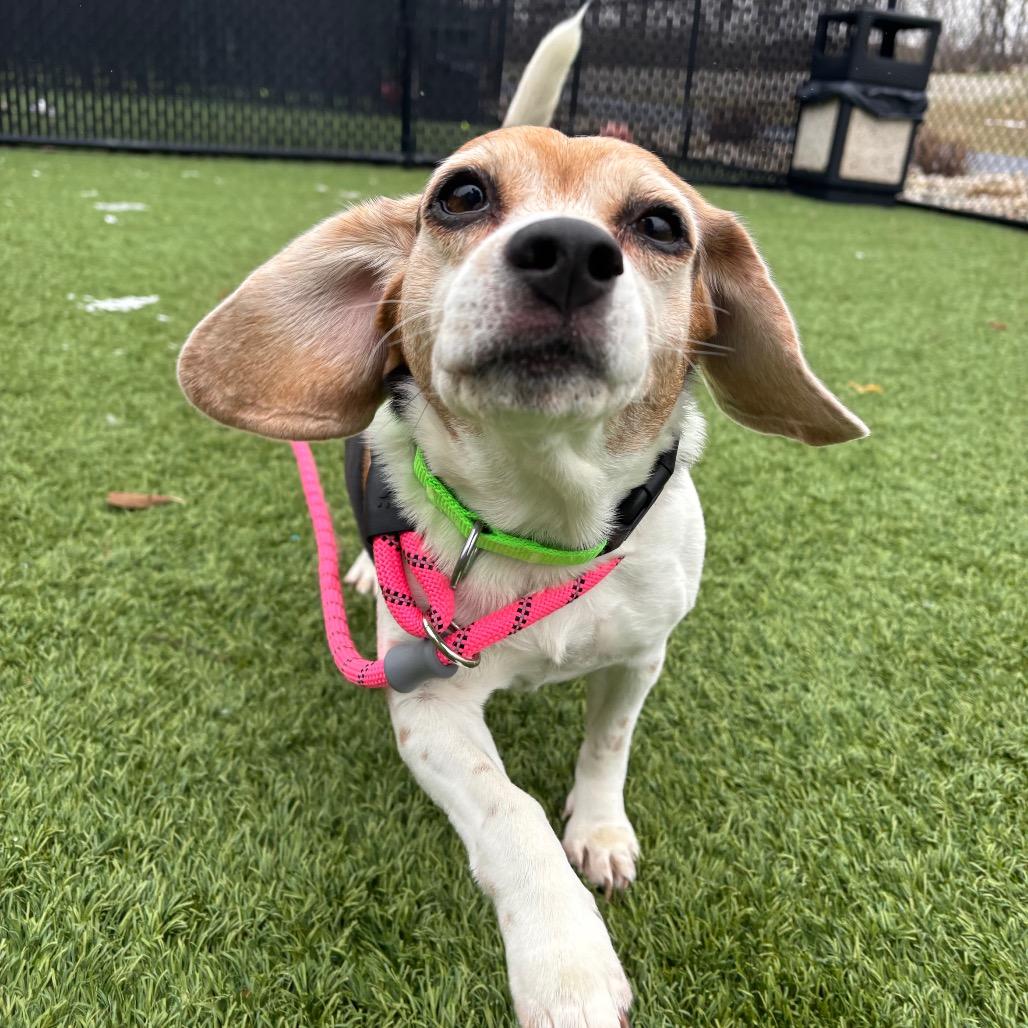 Milly, Adoptable, Senior Female Beagle & Mixed Breed.