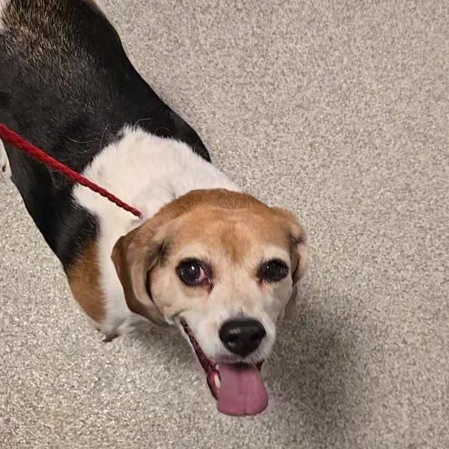 Enlarge Milly, a Adoptable mixed breed in Washington Township, OH image 2/2