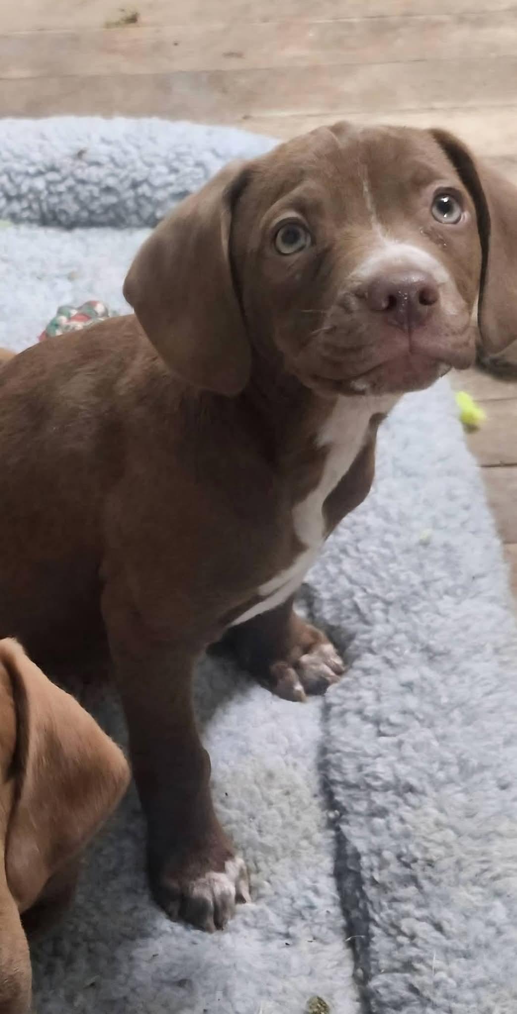 Crispin , adopted, Puppy Male Beagle.