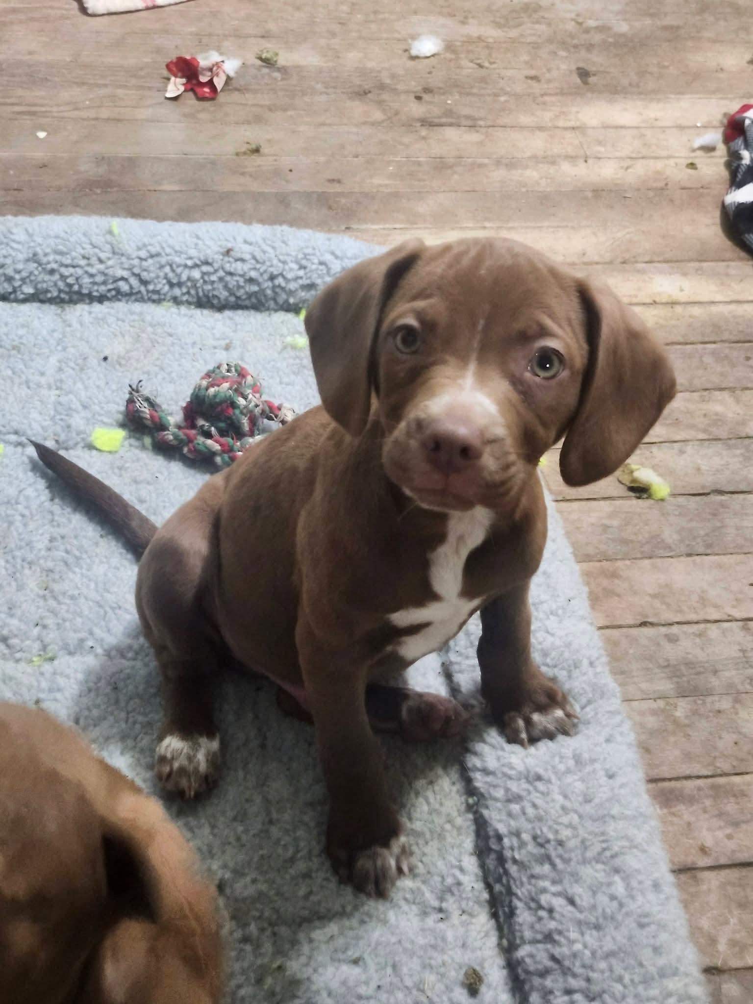 Enlarge Crispin , an adopted Beagle in Cosby, TN image 3/3